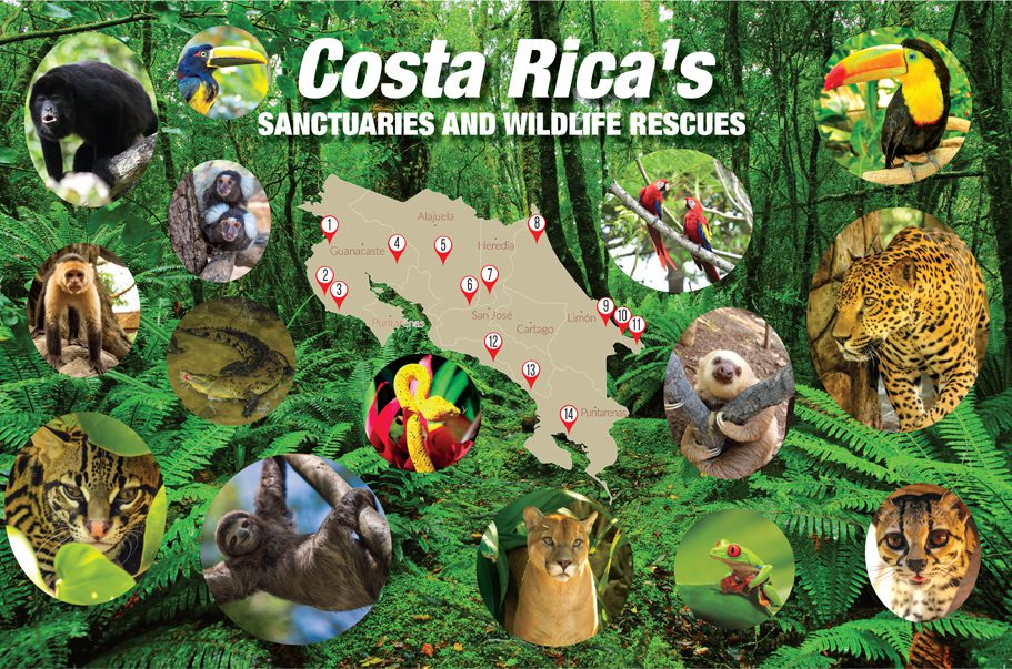 Costa-Rica-Santuários-e-Resgates-da-vida-selvagem-Mapa-Uivador-Revista-o-coração-da-Costa-Rica