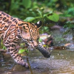 Jaguar-Rescue-Center-Jaguar-playing-Costa Rica-Sanctuaries-wildlife-Howler-Magazine