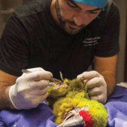 Jaguar-Rescue-Center-Arara-cirurgia-Costa-Rica-Santuários-vida selvagem-Howler-Magazine
