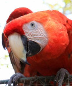 Nosara-Refúgio-para-vida-selvagem-Arara-Costa-Rica-Santuários-vida-selvagem-Howler-Magazine