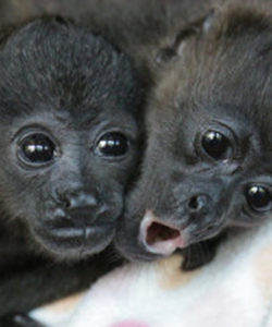 Nosara-Refuge-for-wildlife-howler-monkey-Costa Rica-Sanctuaries-wildlife-Howler-Magazine