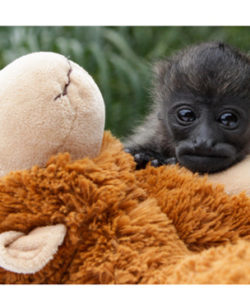 Nosara-Refugio-para-mono-aullador-de-vida silvestre-cute-Costa-Rica-Sanctuaries-wildlife-Howler-Magazine