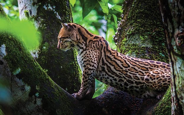 Chat du Costa Rica, tigrillo ou petit chat tacheté, créature du Costa Rica caractéristique oncilla