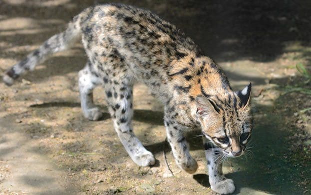 Oncilla-or-Lepardus-Tigrinus-Known-as-little-spotted-cat, -tiger-cat, -tigrina, -ou-tigrillo Gato Costa Rica