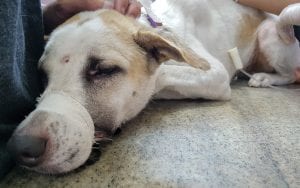 Krebs-in-Haustieren-Chemotherapie-für-Hunde
