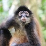 L'écotourisme-est-Costa-Rica-Camino-Osa-faune-singe-Péninsule d'Osa