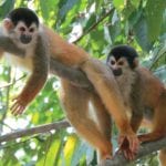 Ecotourism-is-Costa-Rica-Camino-Osa-wildlife-monkies-Osa-Peninsula