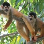 Ökotourismus-ist-Costa-Rica-Camino-Osa-wildlife-monkies-Osa-Halbinsel