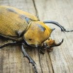 Elephant-Beetles-wildlife-in-Costa-Rica