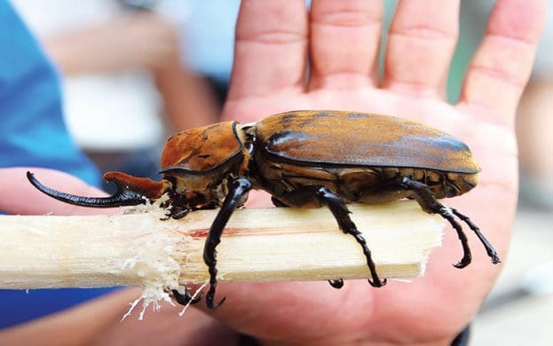 Elephant-Beetles-wildlife-in-Costa-Rica-insects