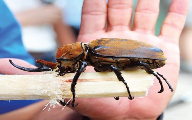 Éléphants-coléoptères-faune-au-Costa-Rica-insectes