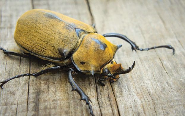 Elephant-Beetles-wildlife-in-Costa-Rica