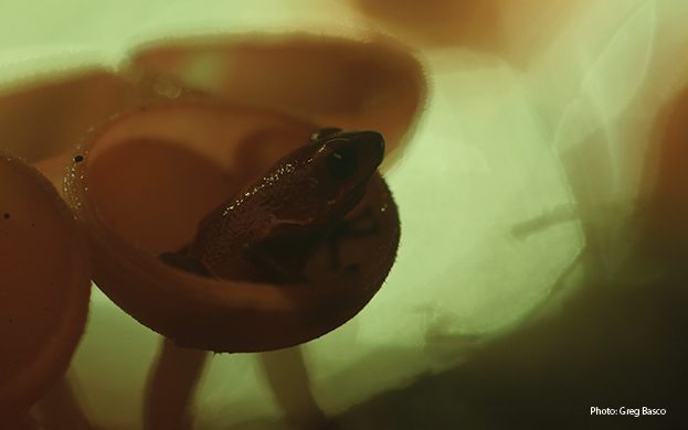 Flash-in-Nature-phtography-frog-subjects-natrual-light-no-flash-greg-basco