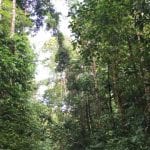 Nature-walk-Caminos-de-Osa-Ecotourism-in-Costa-Rica