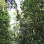 Caminhada-natureza-Caminos-de-Osa-Ecoturismo-na-Costa-Rica