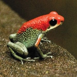 Red-frog-Ecotourism-in-Costa-Rica-Osa-Peninsula