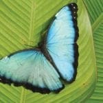 Sarapiqui-Faune-papillon-mariposa-Ecotourisme-au-costa-rica
