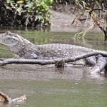 Sarapiqui-Wildlife-crocodile-Ecotourism-in-costa-rica