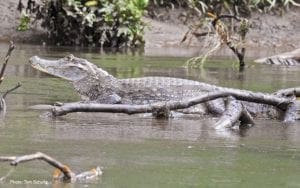 Sarapiqui-Wildlife-crocodilo-Ecoturismo-na-costa-rica