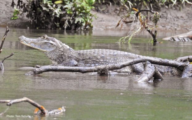 Sarapiqui-Wildlife-Krokodil-Ökotourismus-in-Costa-rica