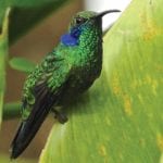 Sarapiquí-Fauna-colibrí-Ecoturismo-en-costa-rica