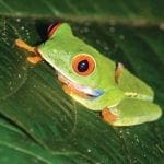 Sarapiquí-Fauna-rana-arborícola-de-ojos-rojos-Ecoturismo-en-costa-rica
