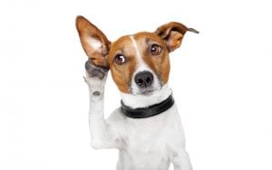Einfache-Spanisch-Haustier-Talk-Spanisch-Haustier-Wörter