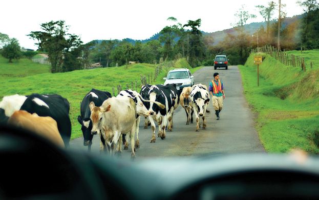 sarapiqui-tráfego-vacas-na-estrada-Ecoturismo-na-costa-rica