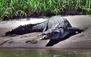Palo-verde-boat-tour-crocodilo da Costa Rica