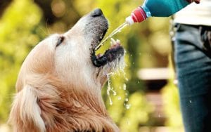 Infección del tracto urinario en perros renal-illness-pet-care