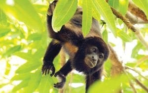 tico-fuso-horário-macaco-jogando-cocô