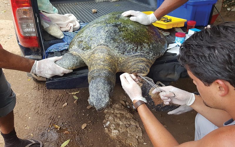 Tartaruga em apuros