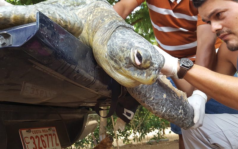 Schildkröte in Schwierigkeiten