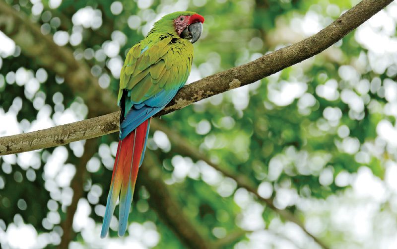 Costa-Rica-Carribbean-Coast-parrot
