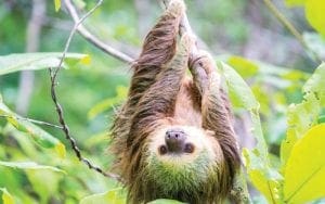 Costa-Rica-Caraíbas-Costa-preguiça-de-cabeça-para-baixo