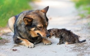 Pet-care-help-errants-et-sauvages-Tamarindo-Costa-Rica