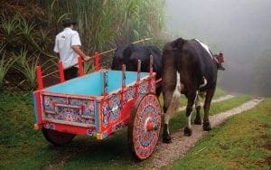 voiture-boeuf-antique-costa-rica