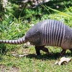 Armadillos in Costa Rica