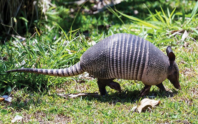 Armadillos en Costa Rica