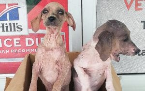 cachorros rescatados en costa rica