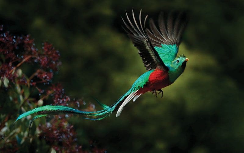 Es gibt so viele exotische Vögel in Monteverde Costa Rica