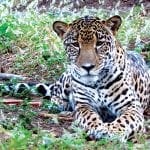 Big Cats of Las Pumas Animal Rescue Center