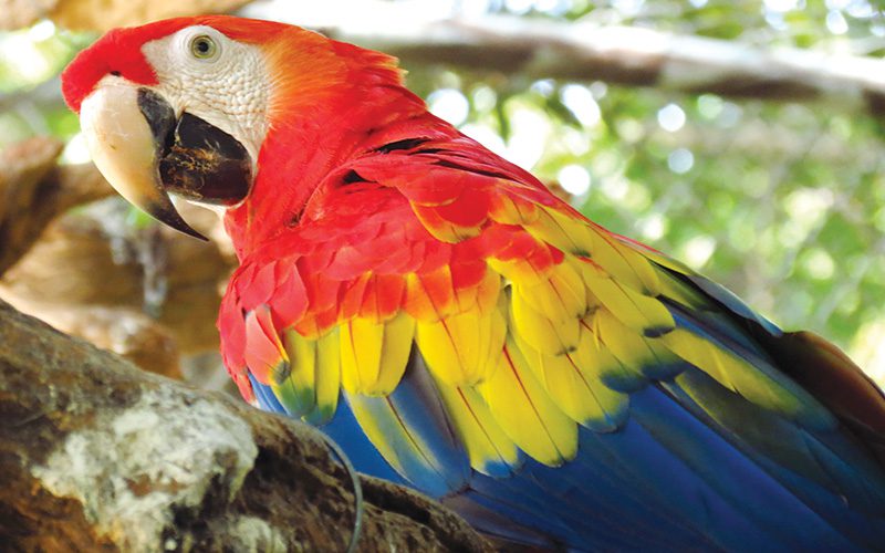 תוכים הם אחת מהעופות הרבות במרכז הצלת בעלי חיים בלאס פומאס בקוסטה ריקה