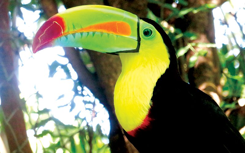 Where to see toucans in Costa Rica