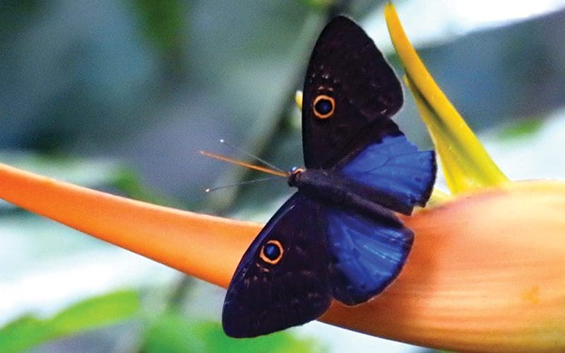 Onde ver borboletas na Costa Rica