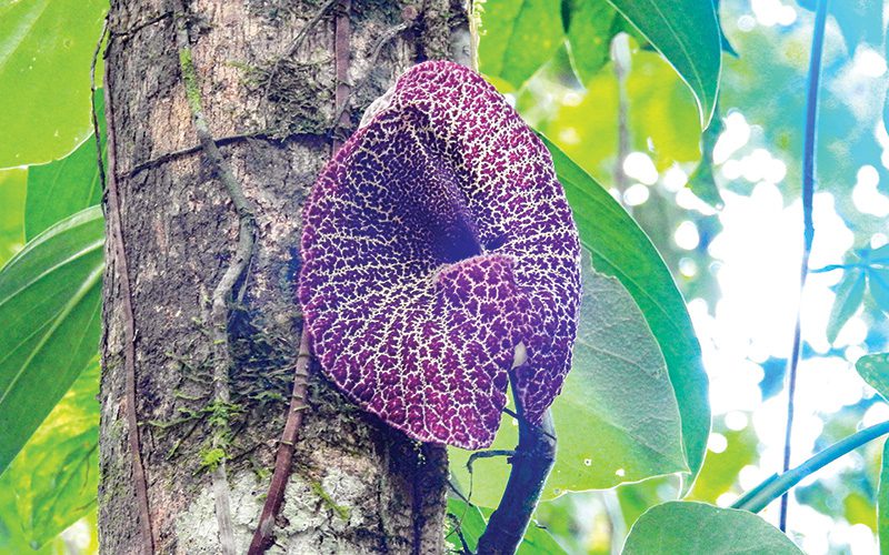 Sehen Sie erstaunliche Blumen im Zentraltal Costa Ricas