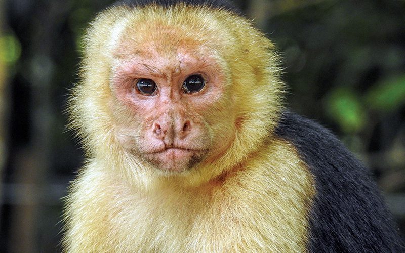 גלה את כל ארבעת הקופים של קוסטה ריקה בפארק הלאומי מנואל אנטוניו