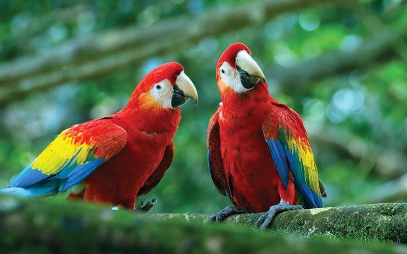 Wo man in Costa Rica Scharlacharas sehen kann