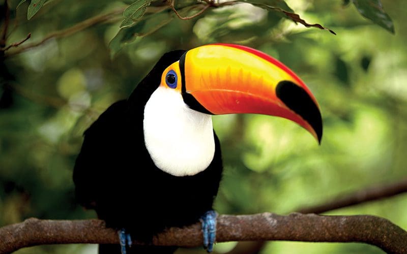 Onde ver tucanos na Costa Rica