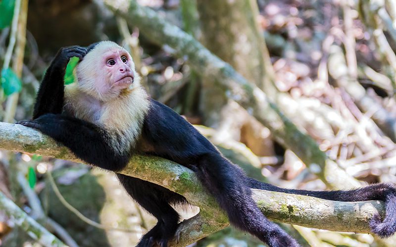 Where to see monkeys in Costa Rica